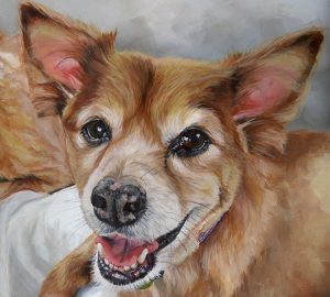 pomeranian cross dog portrait