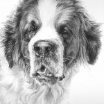 st bernard dog drawing