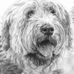 wheaten terrier drawing