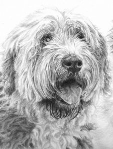 wheaten terrier drawing