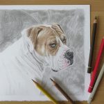 coloured pencil dog drawing