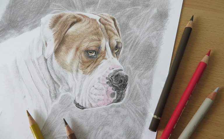 drawing of a boxer dog