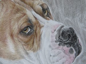 boxer drawing detail