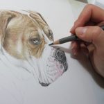 drawing a boxer