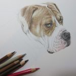 dog portrait in progress