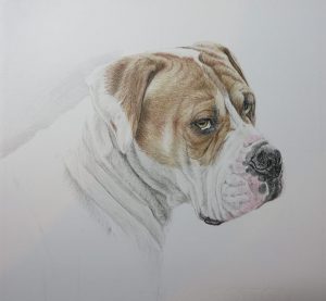 boxer drawing progress