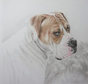boxer drawing progress
