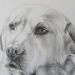 labrador drawing detail