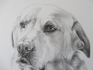 labrador drawing detail