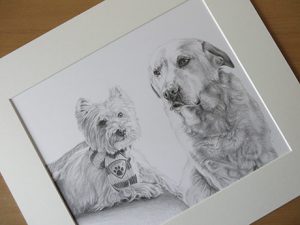 yorkie and lab drawing