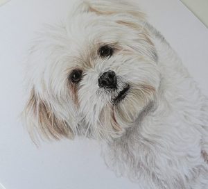 bichon dog drawing