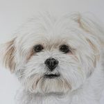 bichon dog portrait detail