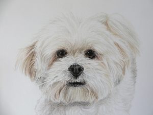 bichon dog portrait detail