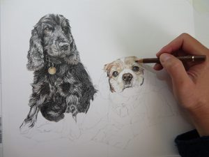 drawing a dog portrait