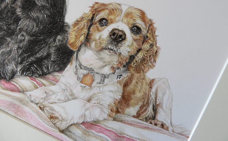 king charles cavalier dog portrait detail