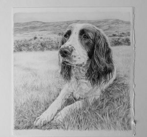dog portrait drawing