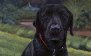 pet portrait