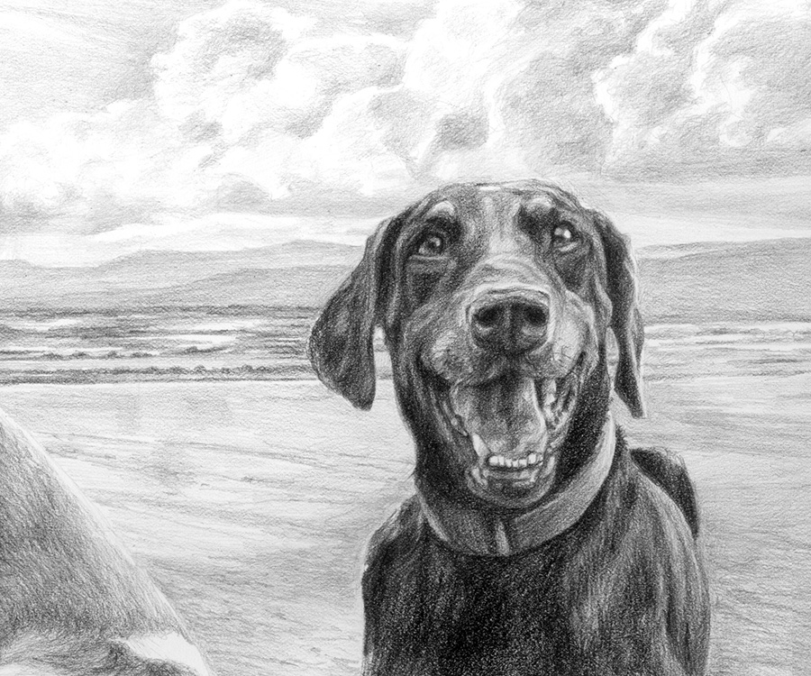 doberman dog portrait drawing detail