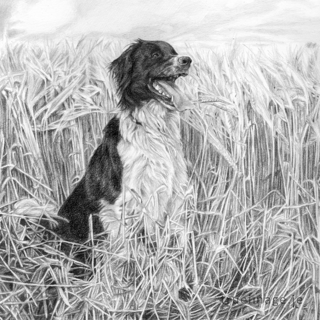 collie portrait drawing