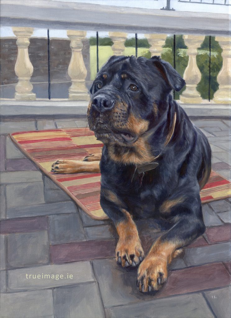 rottweiler dog portrait painting from a photo