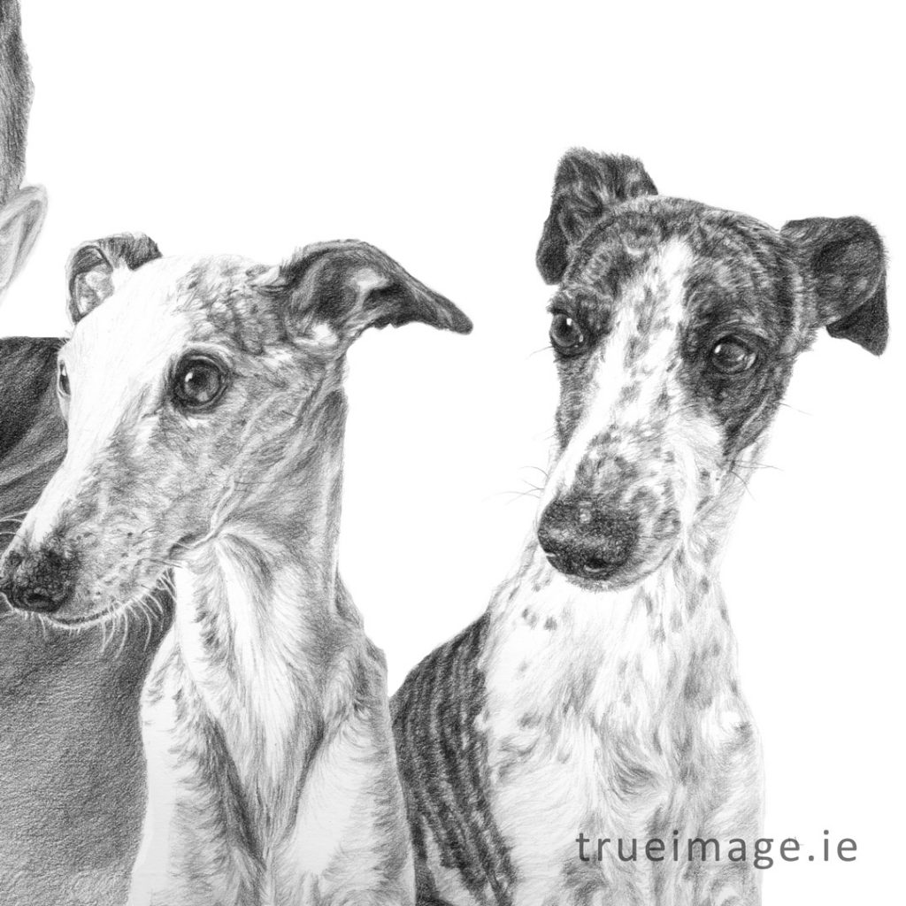 two whippet dog drawing