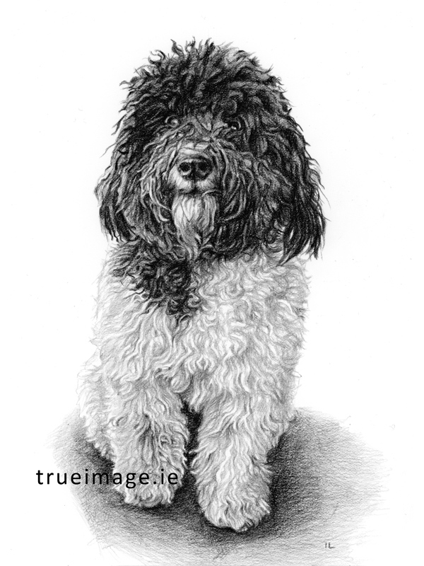 dog portrait drawing