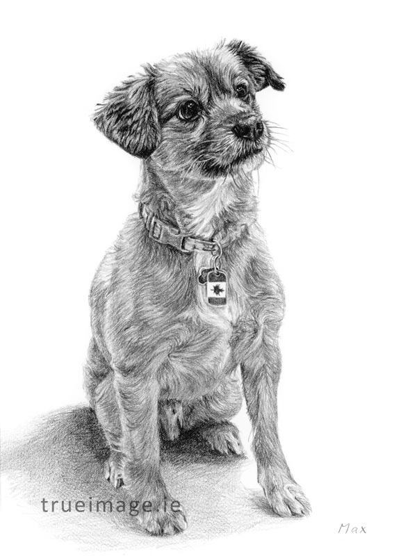 pet portrait of a dog