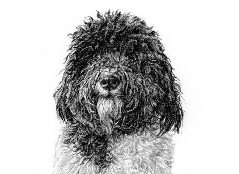 cockapoo drawing close up