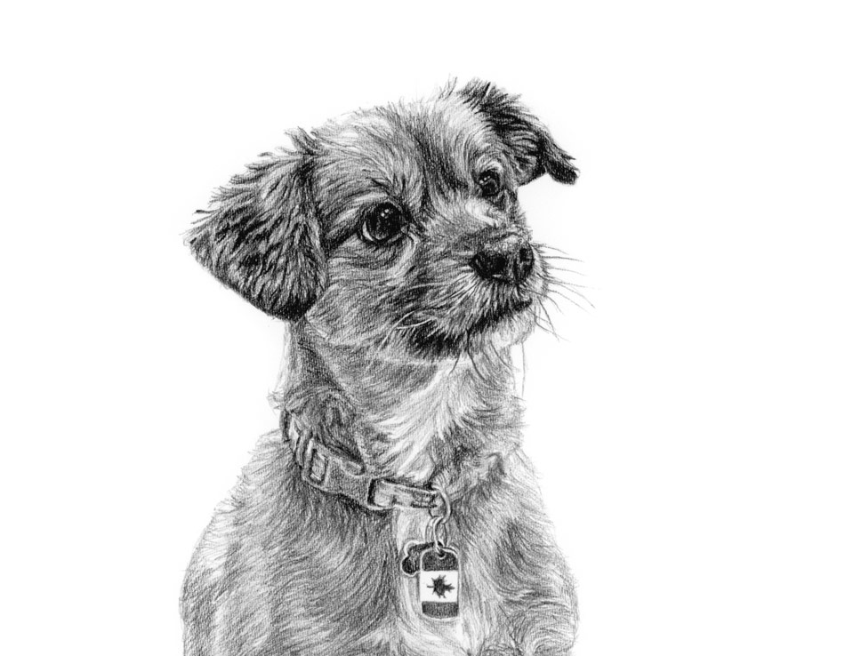 dog portrait in detail