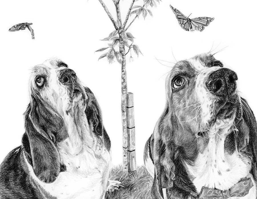 detail of a dog portrait drawing