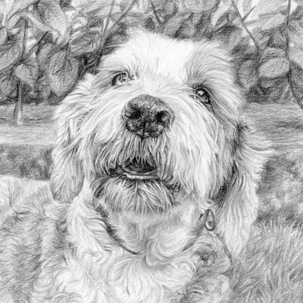 close-up of a pencil sketch of an old english sheepdog puppy's head