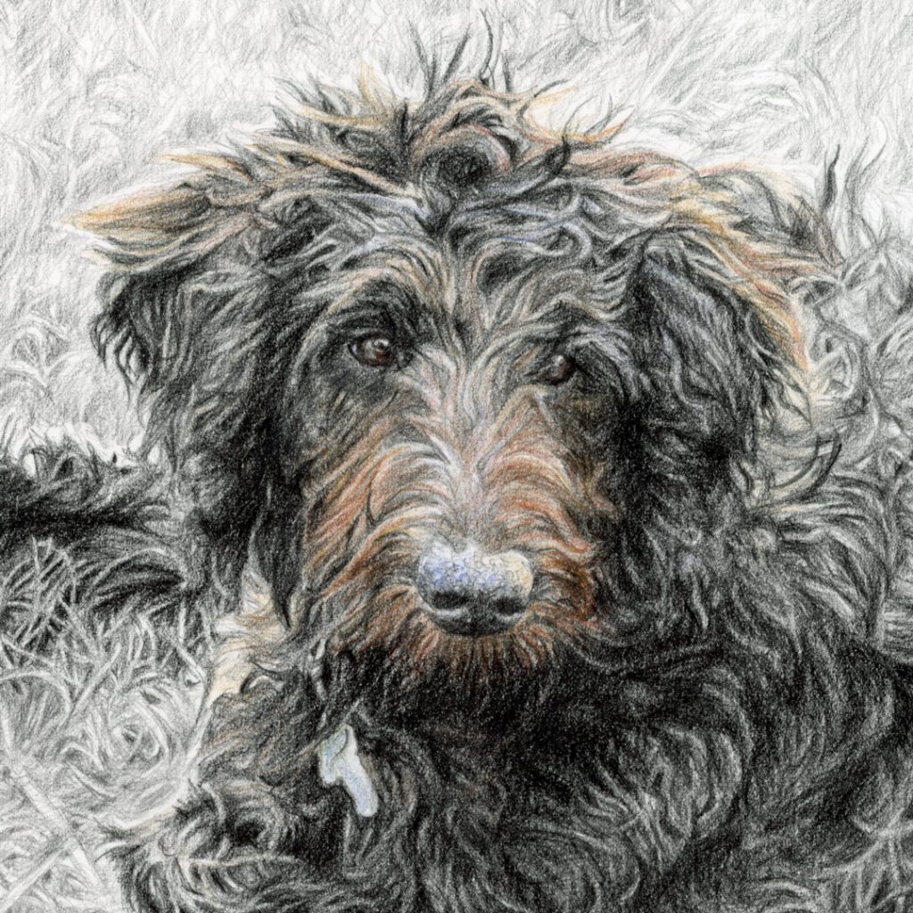 detailed view of a pet portrait sketch