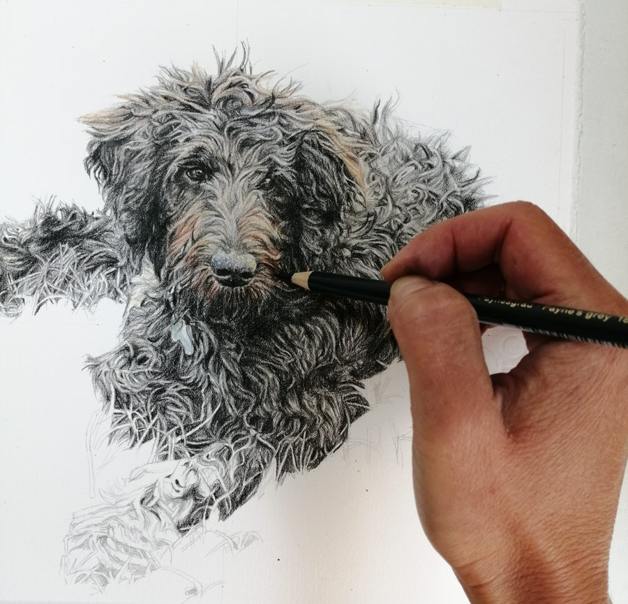 dog portrait drawing in progress