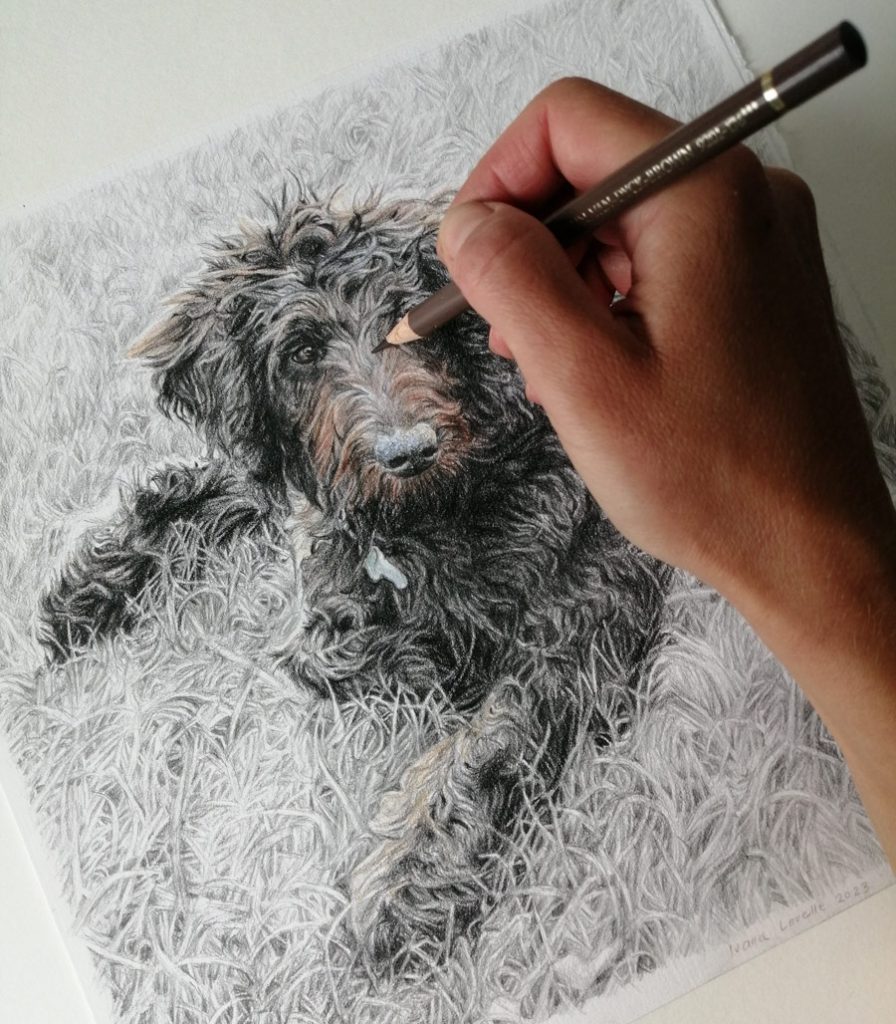 coloured pencil dog portrait from photo in progress