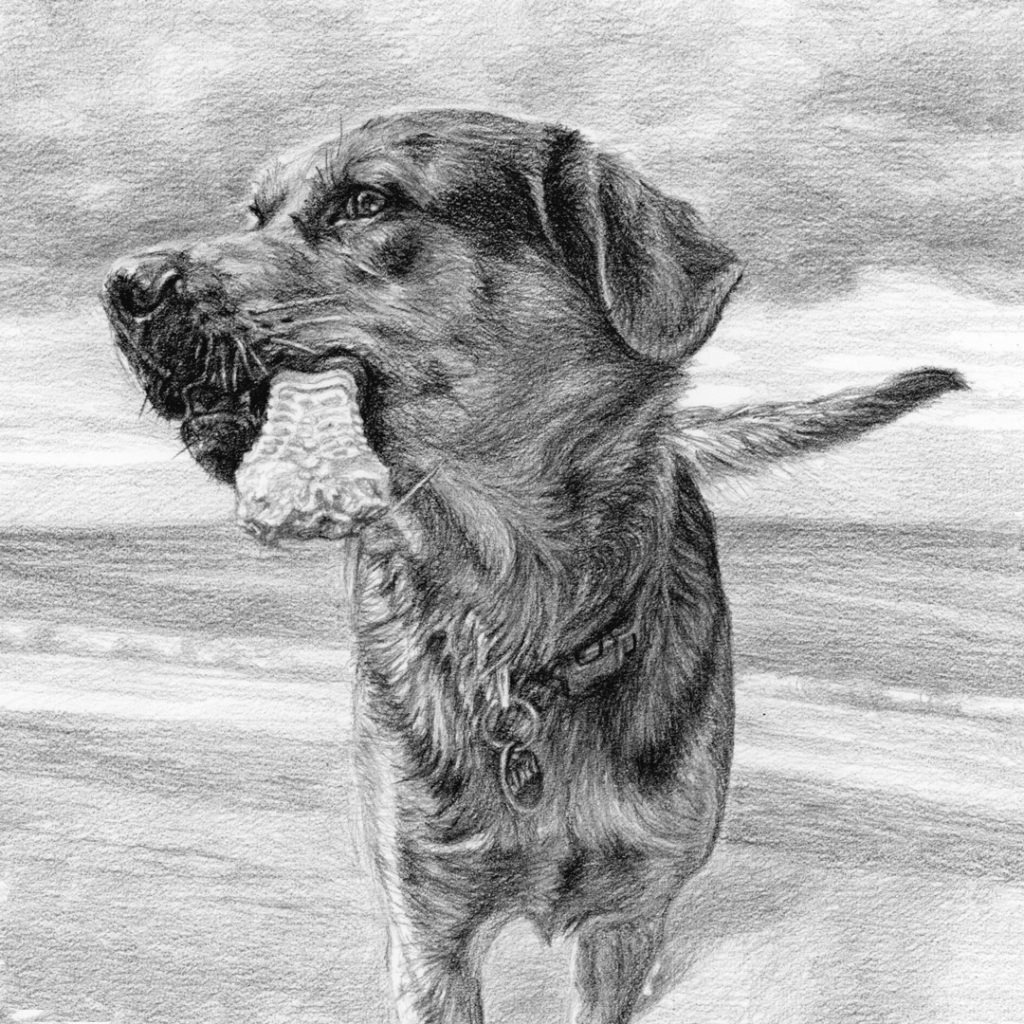 labhound portrait drawing