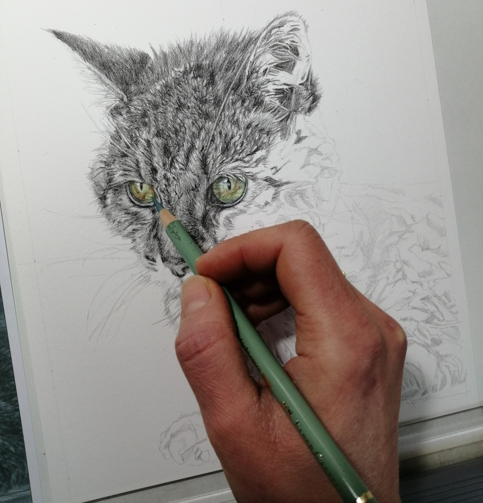 adding green to cat's eyes in a cat portrait drawing