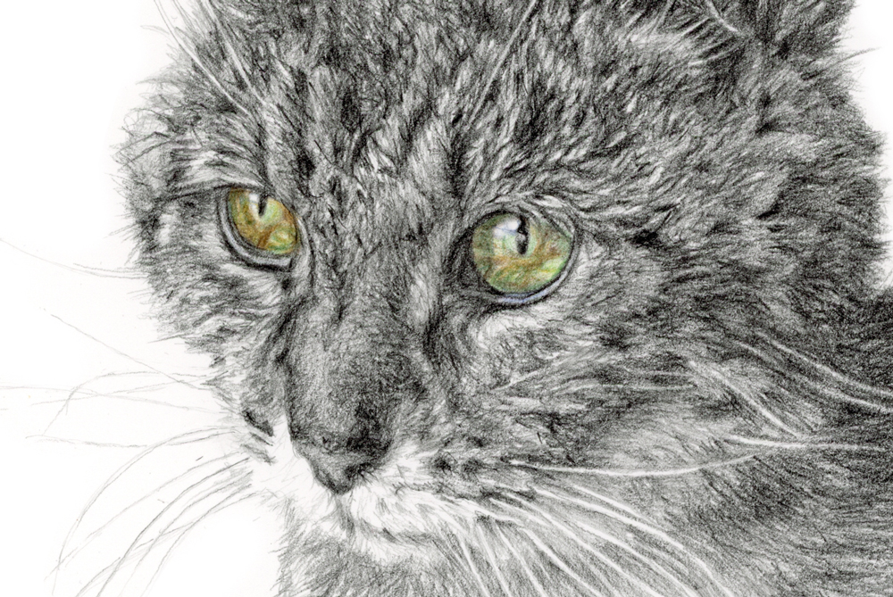 detailed pencil drawing of a tabby cat by a pet portrait artist