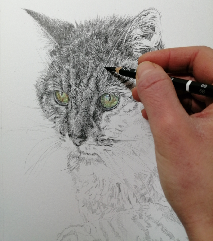 adding detail to a cat portrait drawing with a graphite pencil