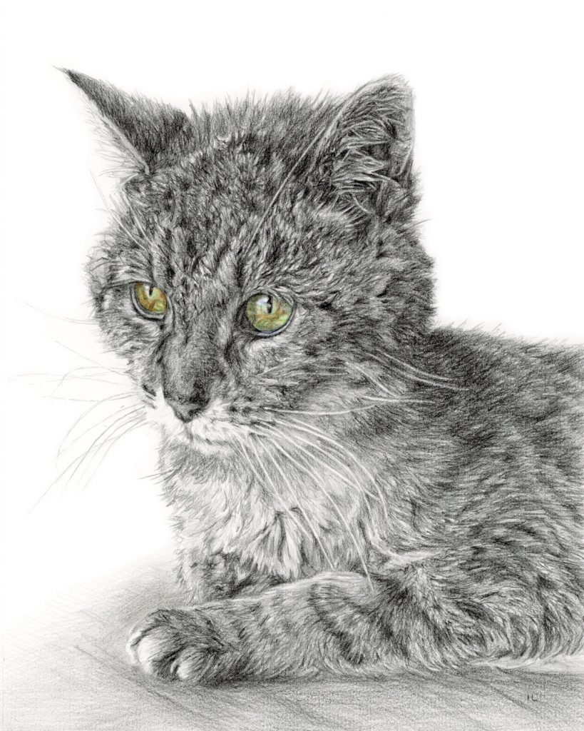 pencil drawing of a green eyed cat sitting up 