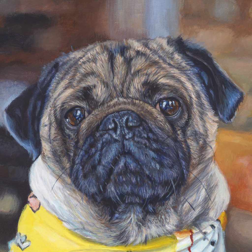 pug portrait from a photo detail