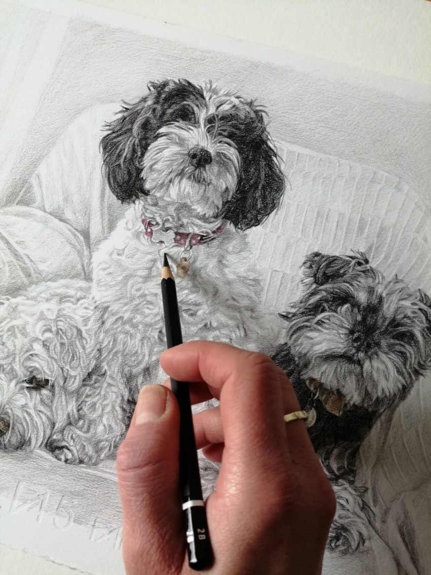 detailing a dog portrait sketch