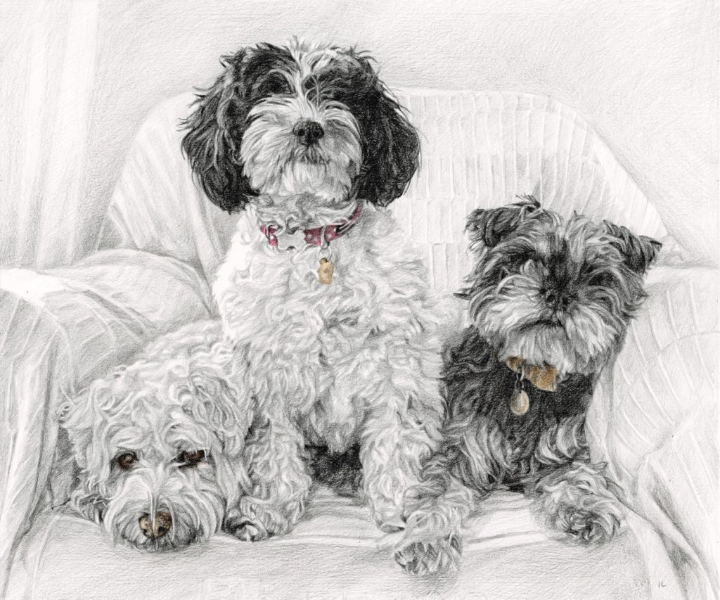 irish pet dog portraits - three bichon frise