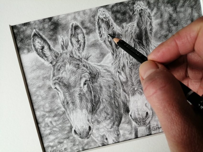 sketching two donkeys in detail