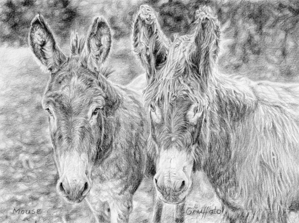 pet donkey portraits from photographs