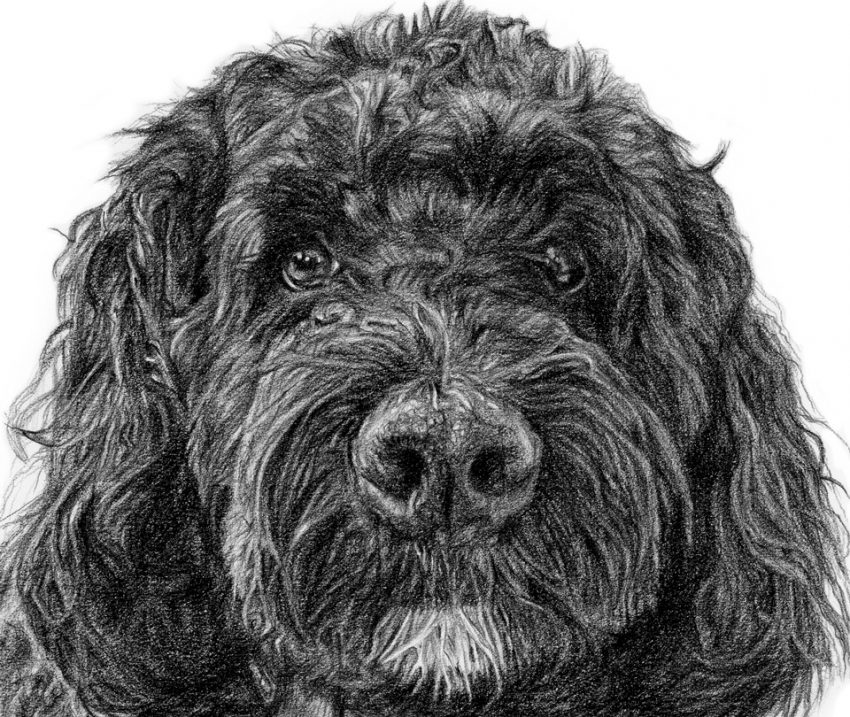 bernadoodle portrait in detail