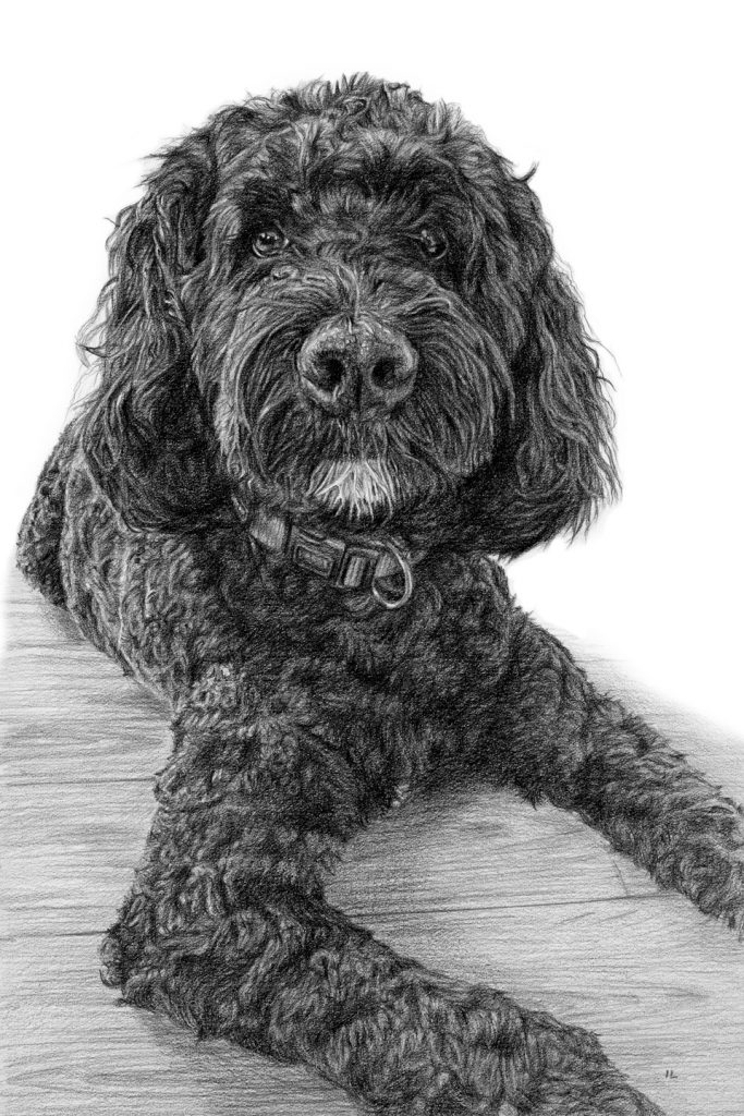 bernadoodle dog portrait in pencil on paper