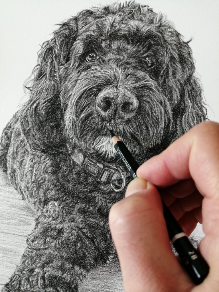 saint bernard and poodle cross dog drawing detail