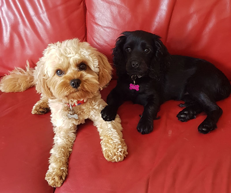 reference photo for a pet painting