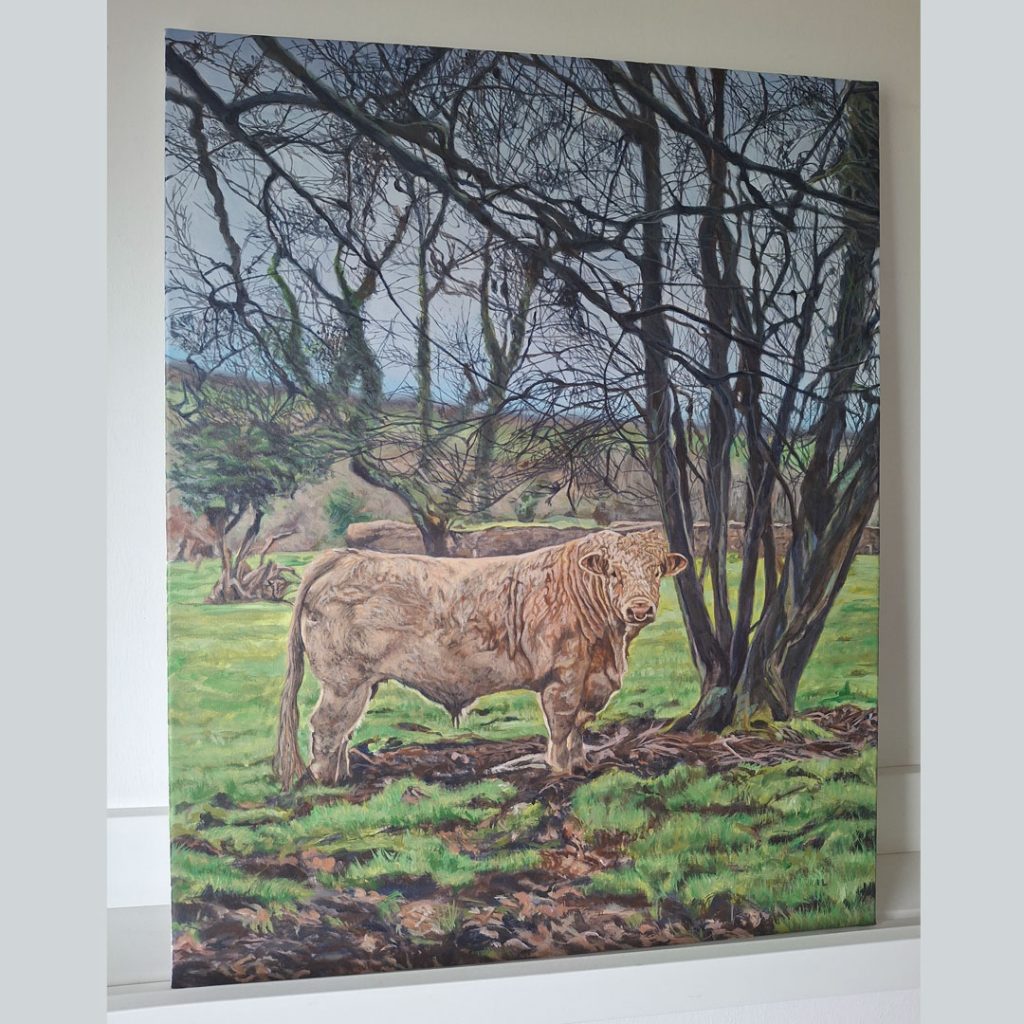 acrylic painting on canvas of a charolais bull