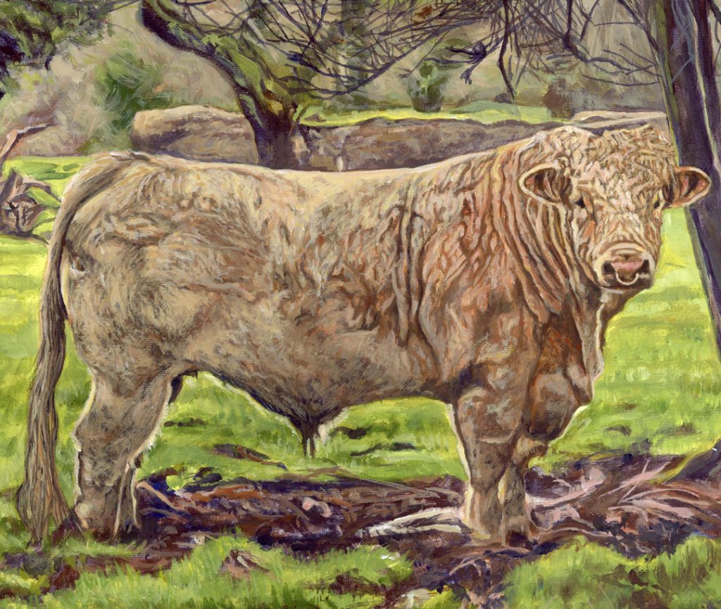 blond colouring of a charolais cattle breed - acrylic painting